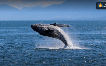 Frame 1124 - 2025-07-23T141421.088